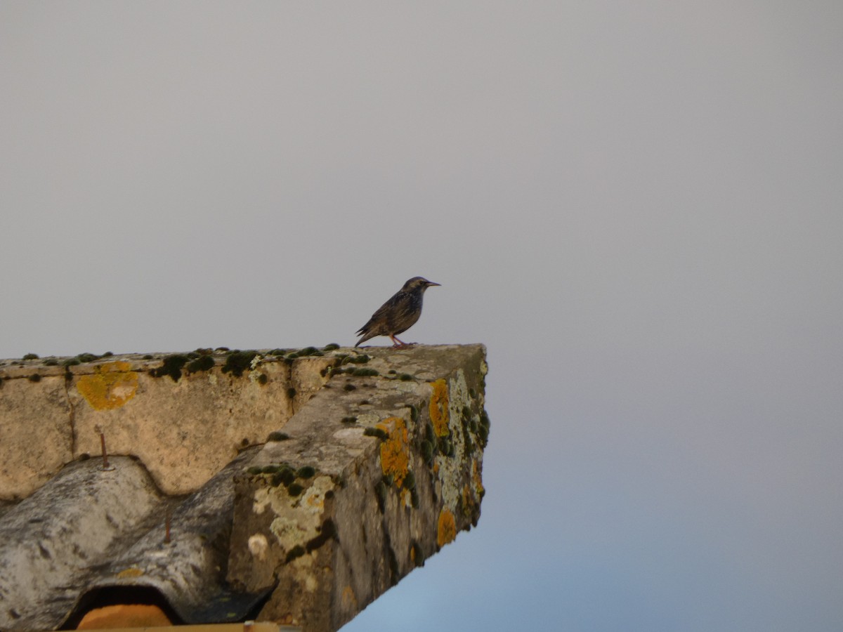 זרזיר שחור - ML644954922
