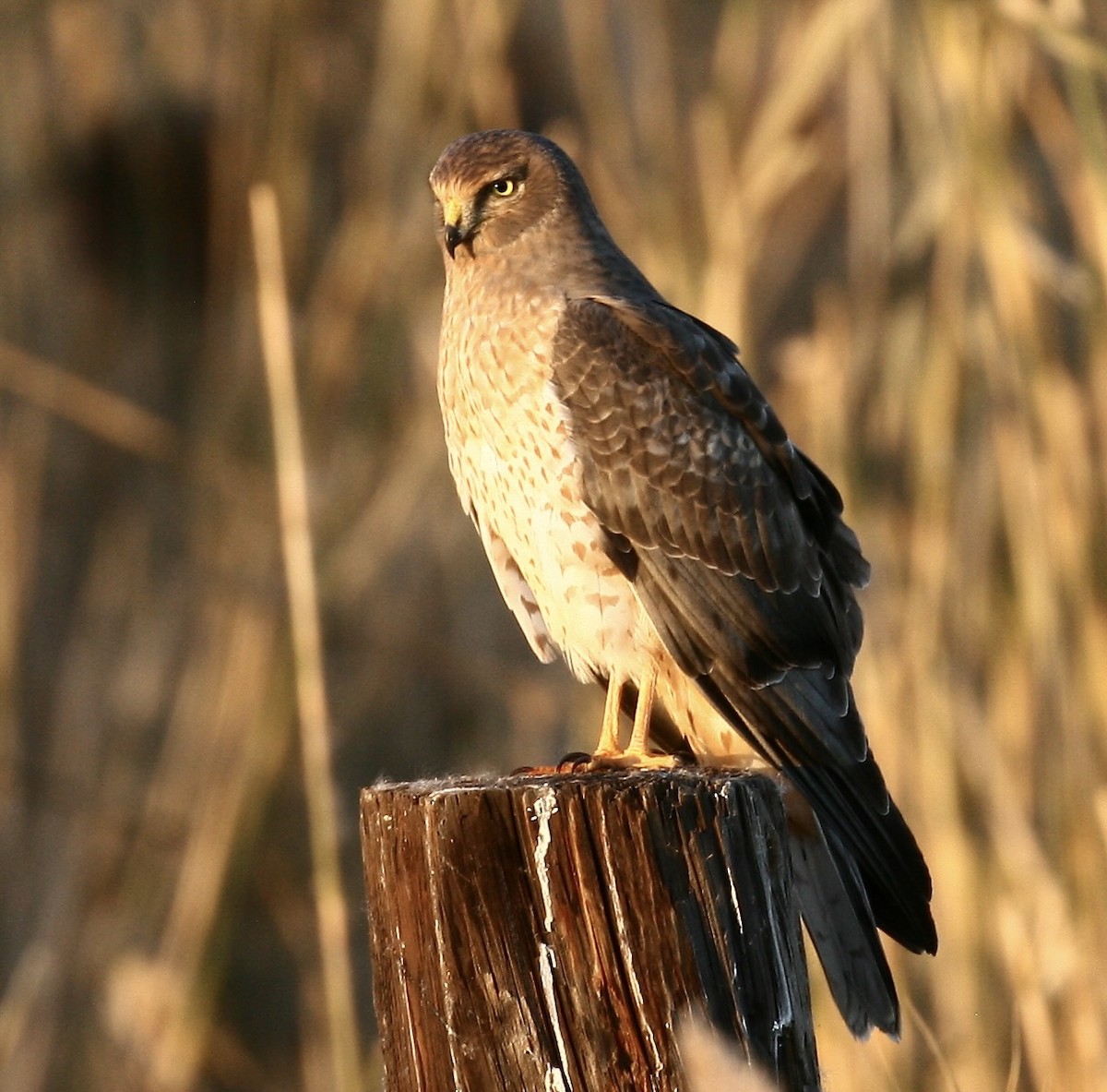 Northern Harrier - ML644954931