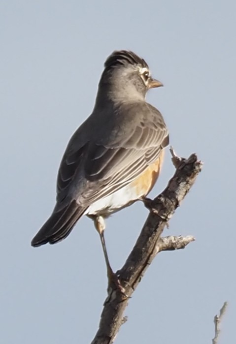 American Robin - ML644954934