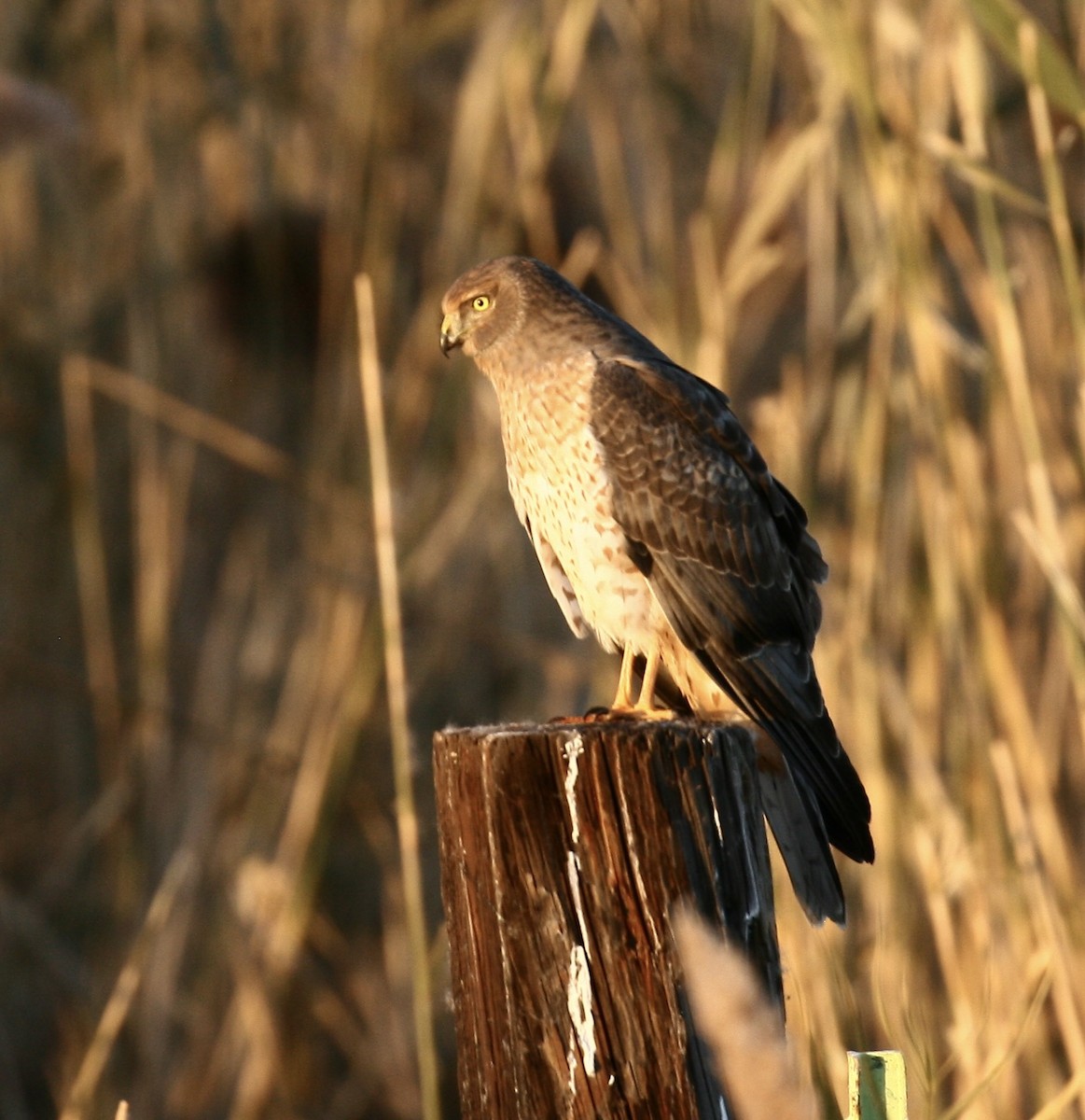 Northern Harrier - ML644954936