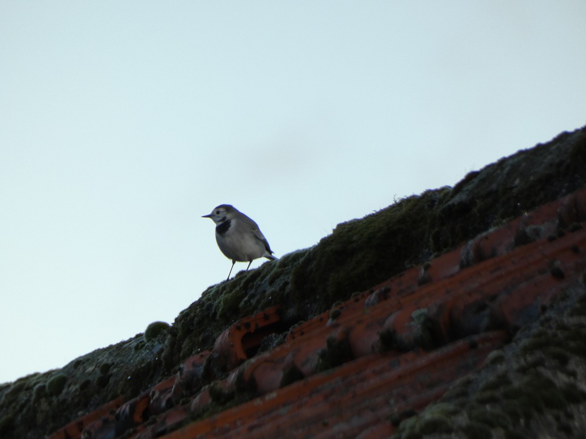 White Wagtail - ML644954937