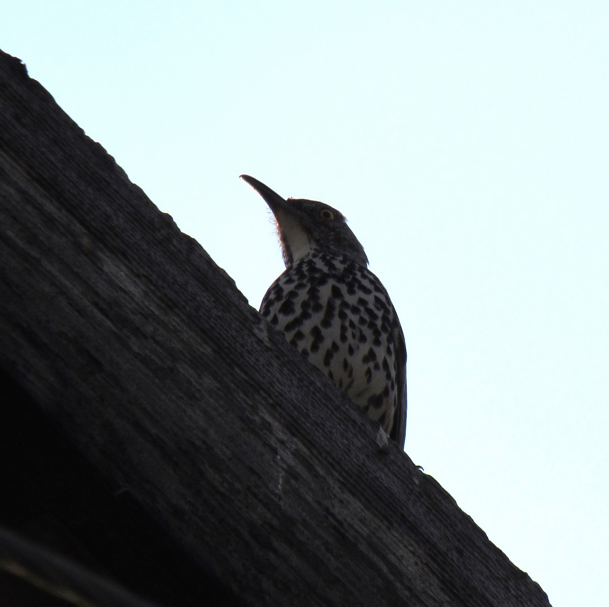 Moqueur gris - ML644954941