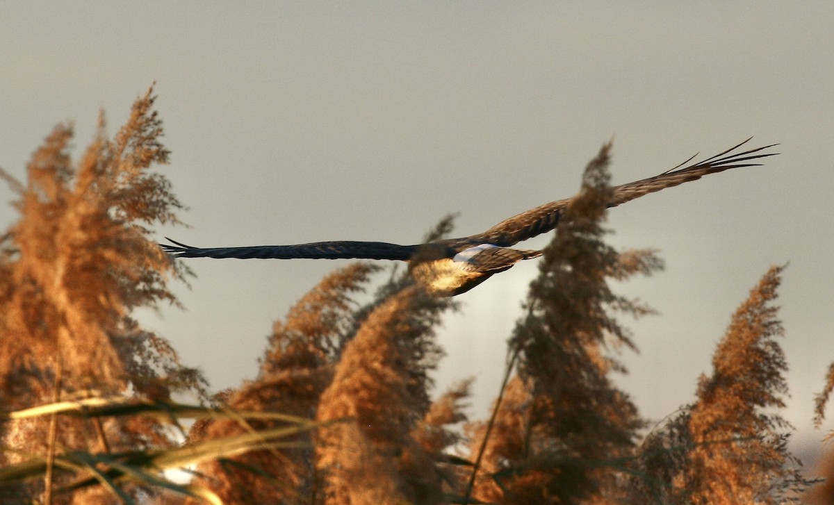 Northern Harrier - ML644954944