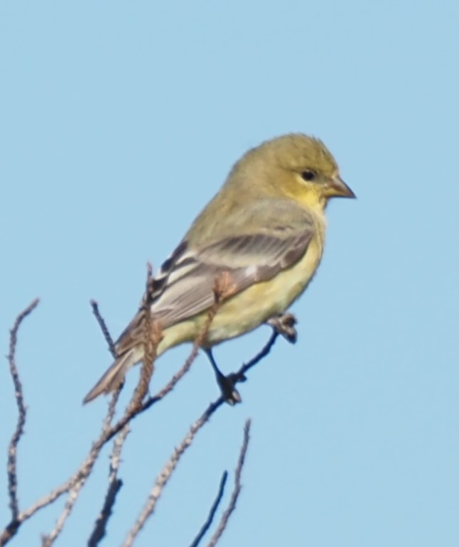 Lesser Goldfinch - ML644954946