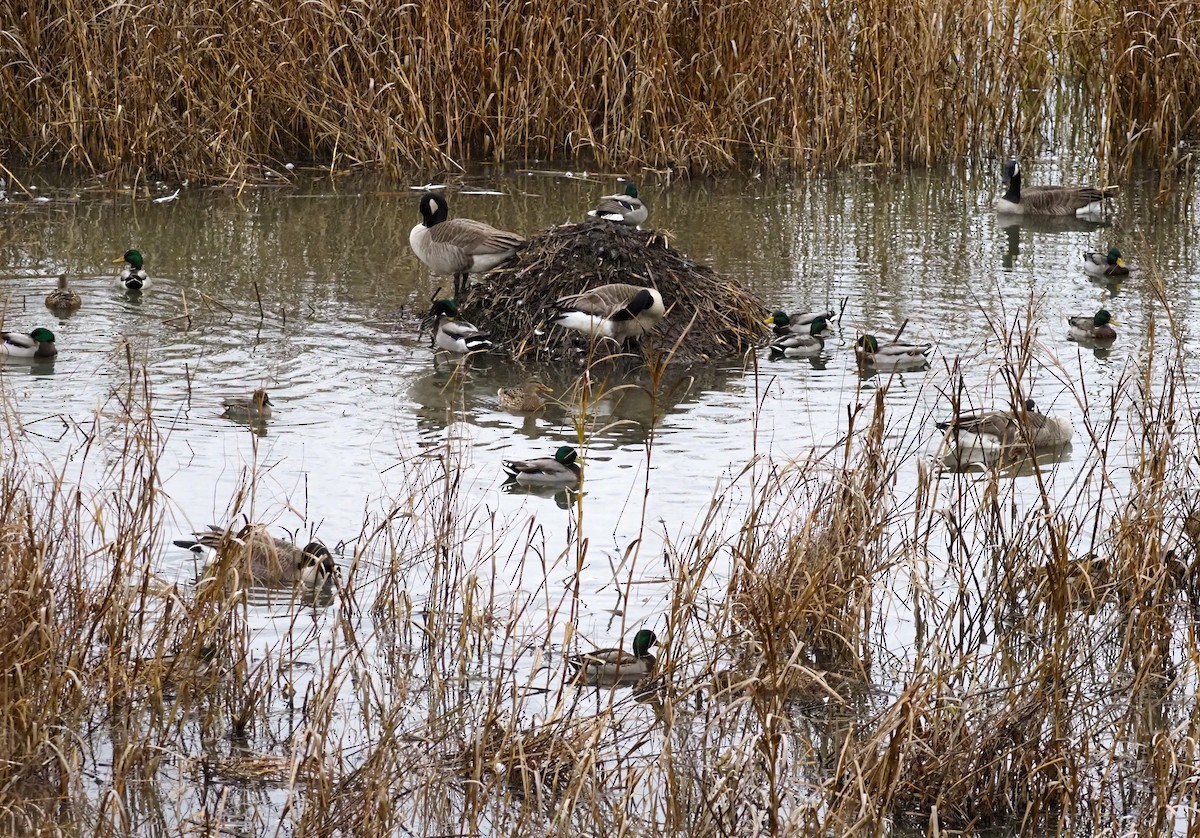 Canada Goose - ML644954949