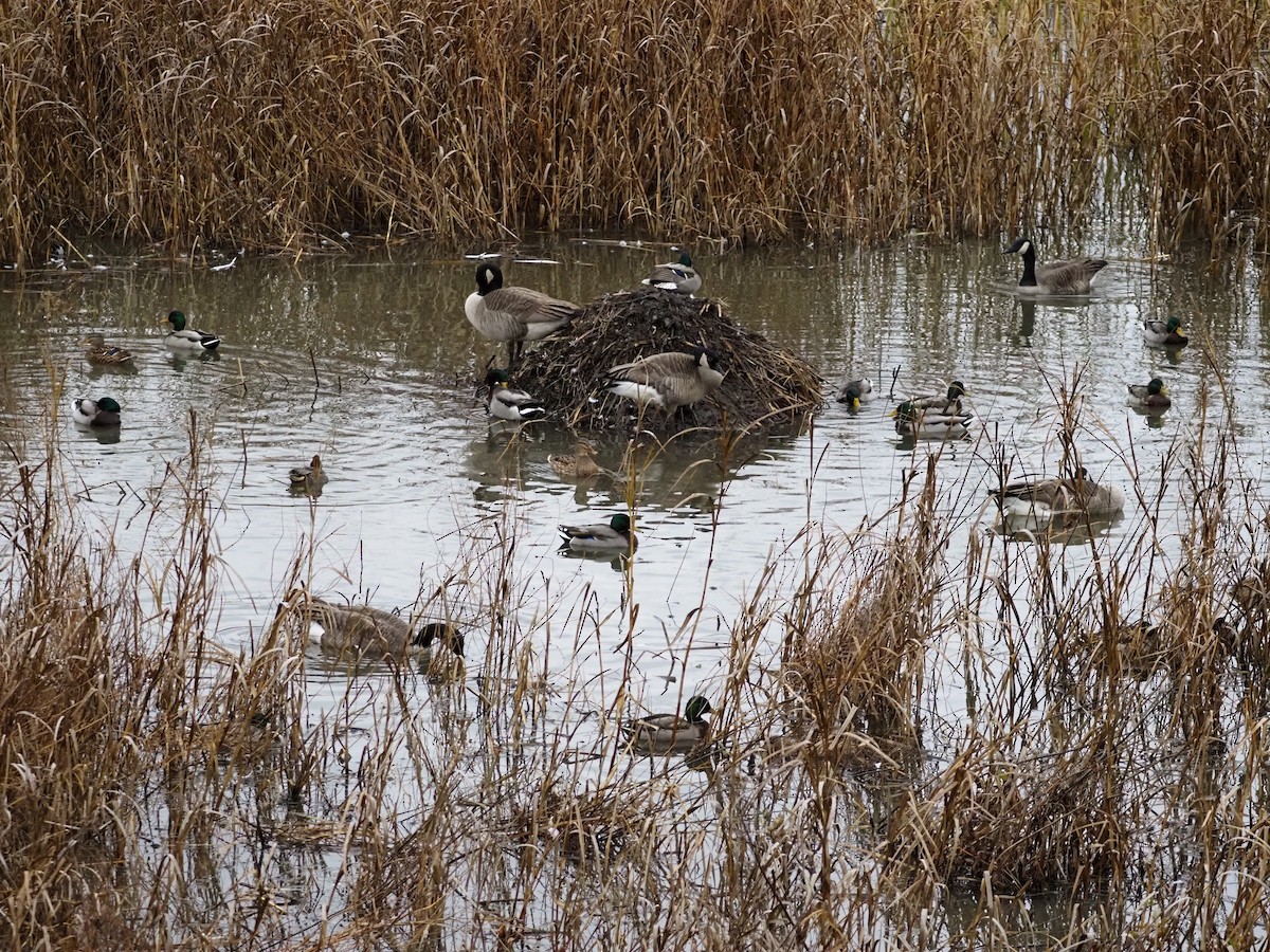 Canada Goose - ML644954950
