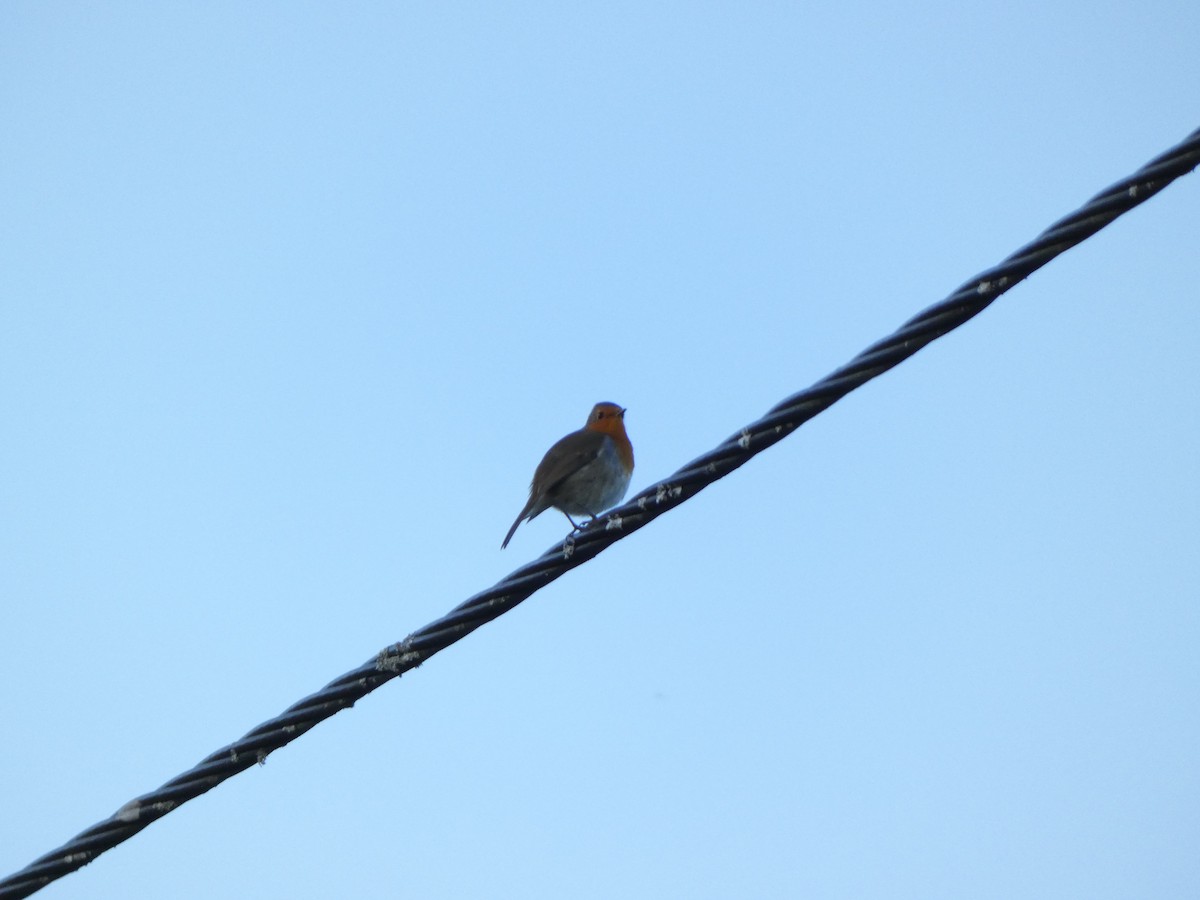 European Robin - ML644954962