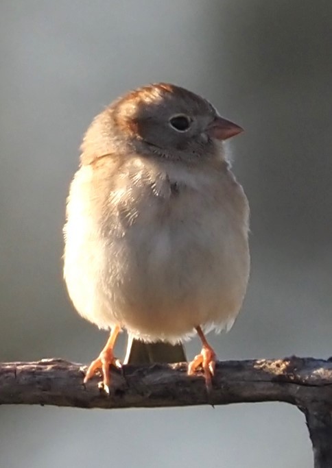 Field Sparrow - ML644954978