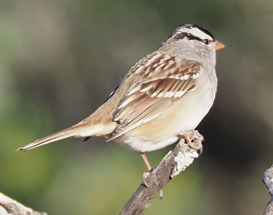 White-crowned Sparrow - ML644954986