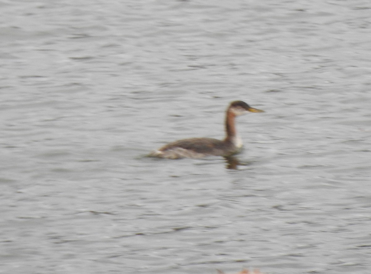 Red-necked Grebe - ML644955008