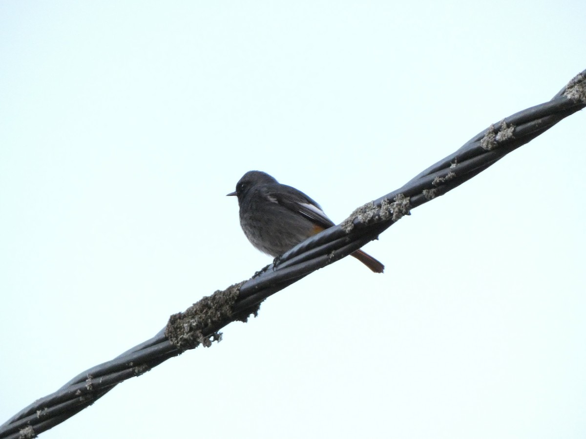 Black Redstart - ML644955012
