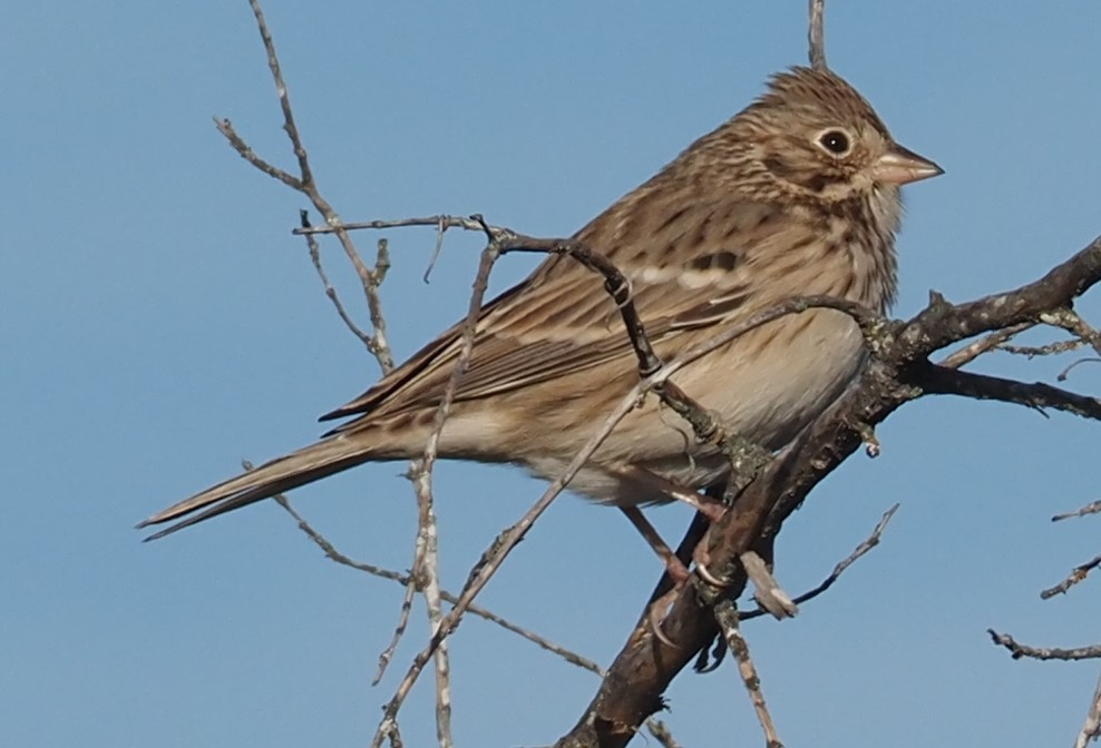 Vesper Sparrow - ML644955016