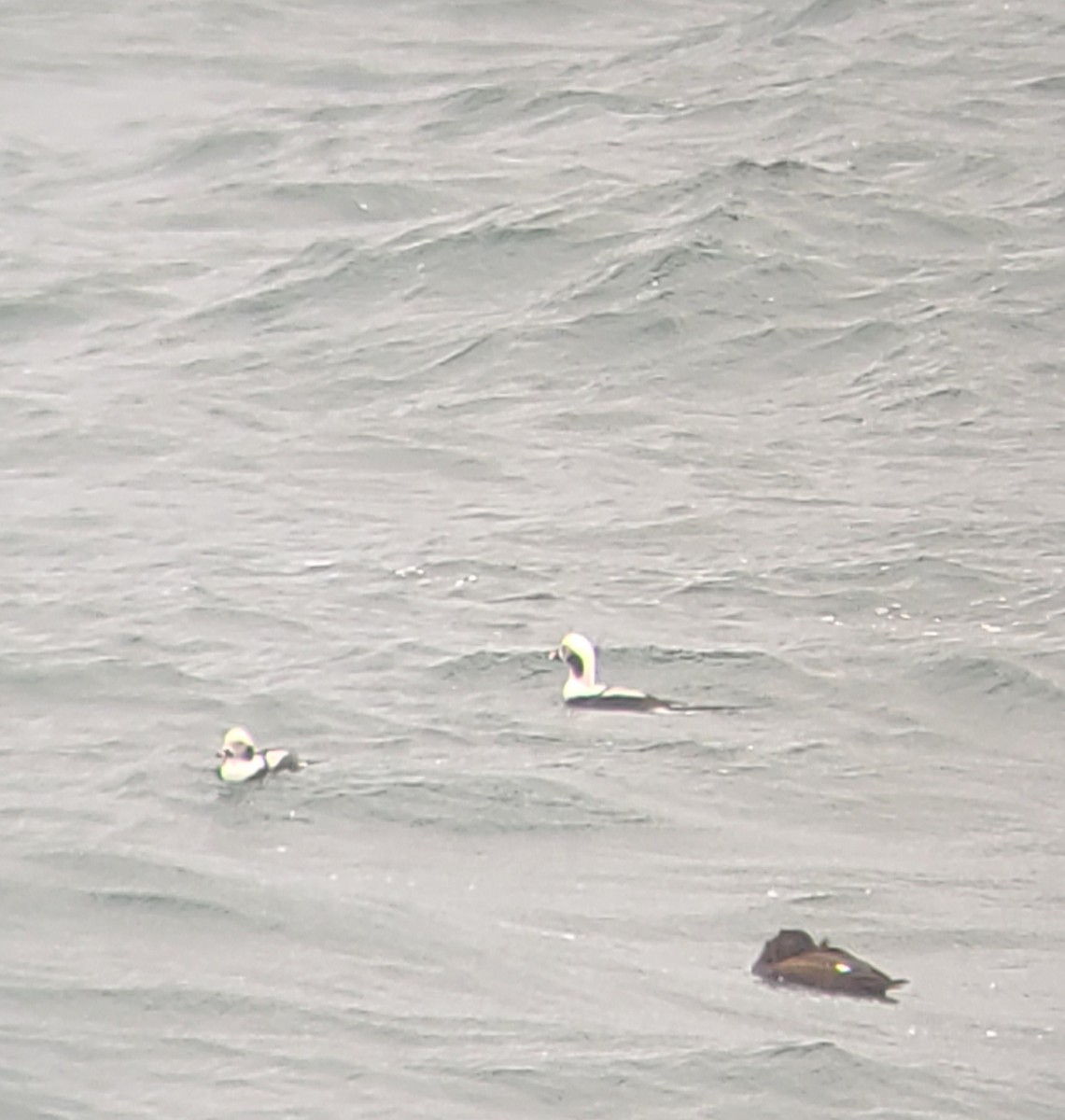 Moretta codona - ML644955017