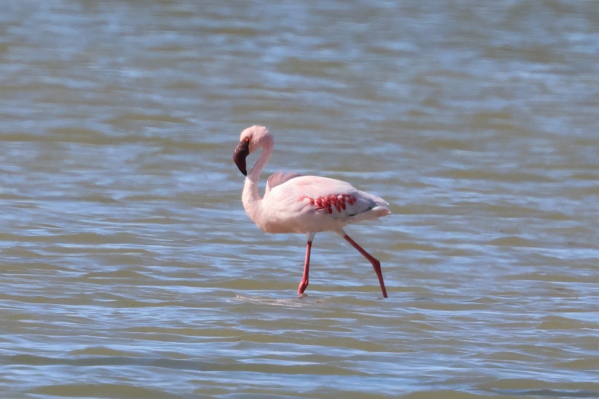 Zwergflamingo - ML644955029