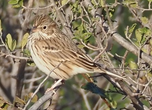 Vesper Sparrow - ML644955031