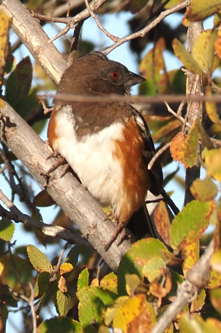 Spotted Towhee - ML644955041