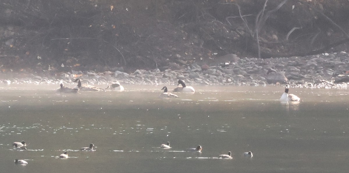 Canada Goose - ML644955043