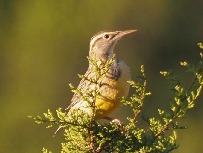 Western/Eastern Meadowlark - ML644955048