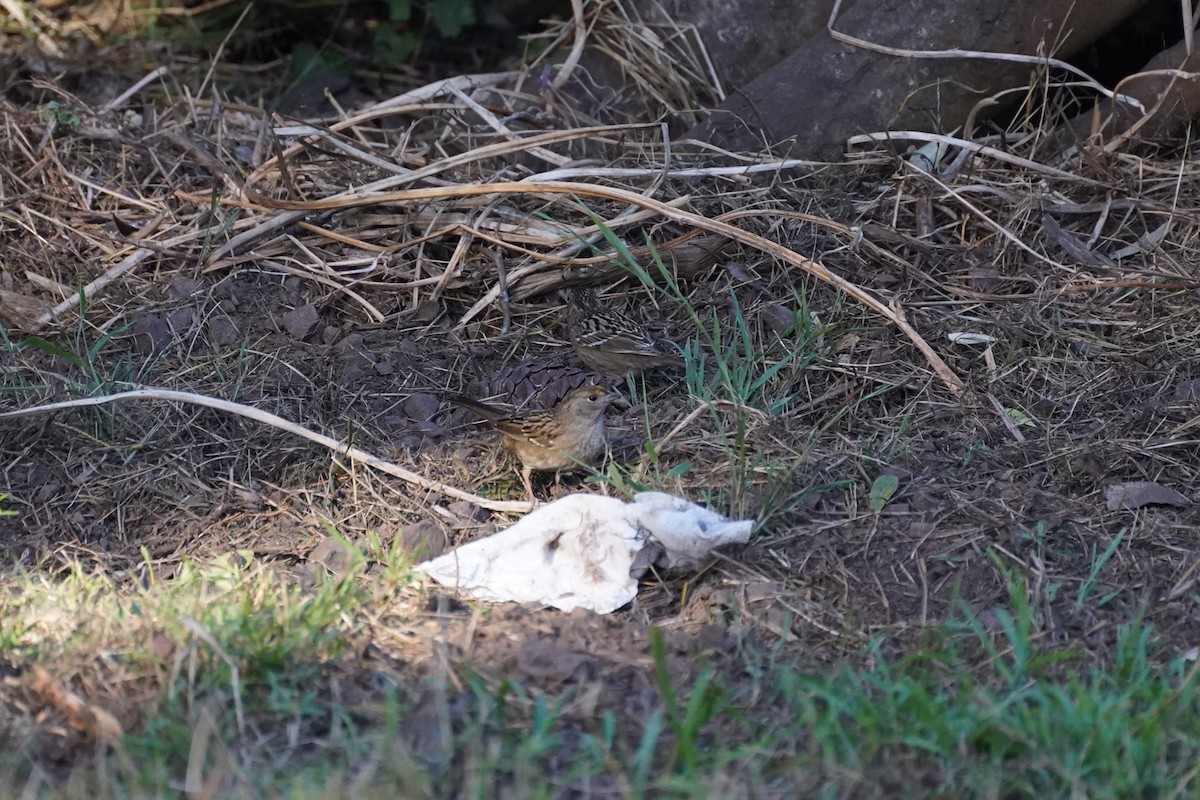 Golden-crowned Sparrow - ML644955055