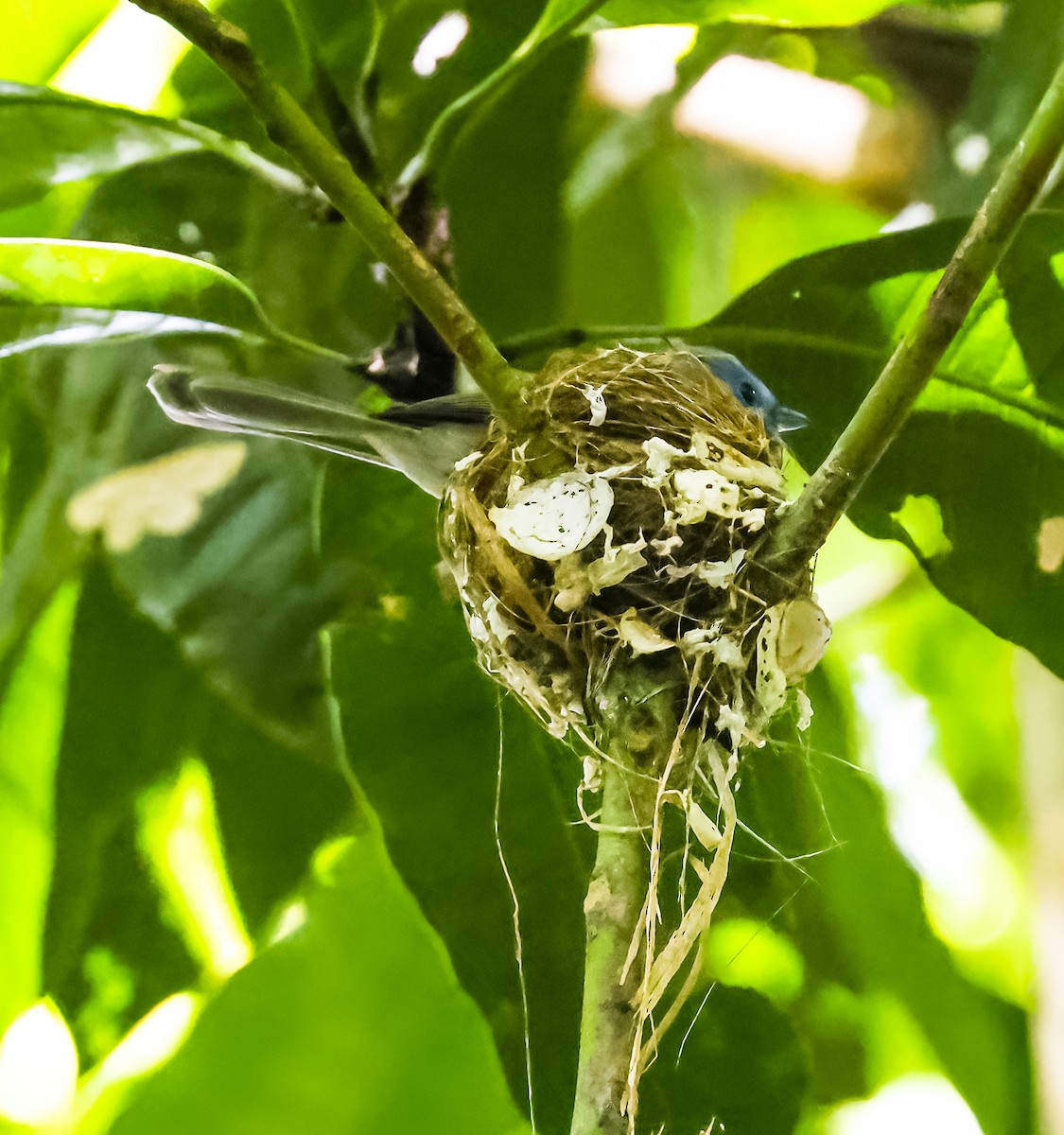 セレベスフジイロヒタキ - ML644955057