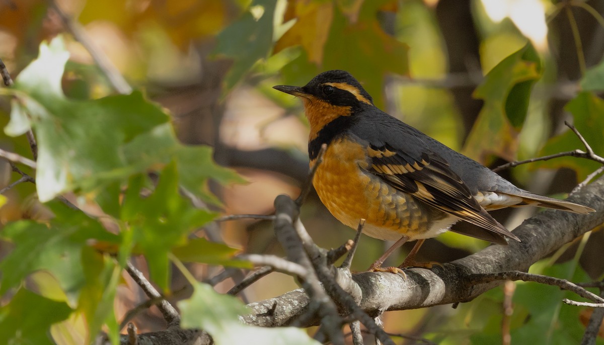 Varied Thrush - ML644955058