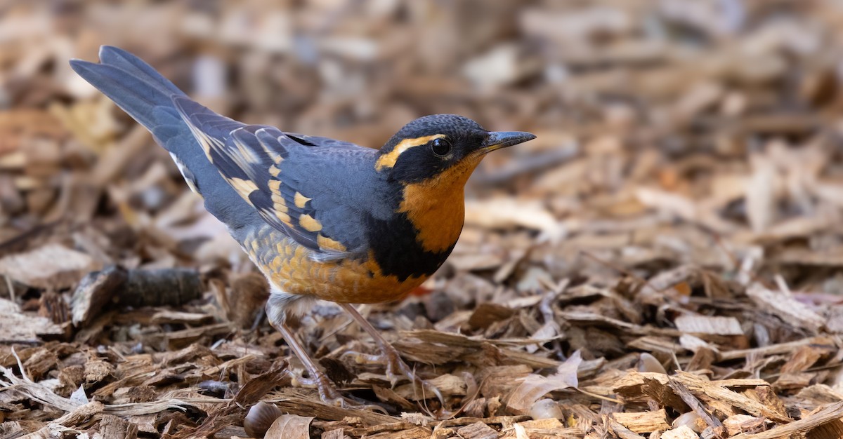 Varied Thrush - ML644955059