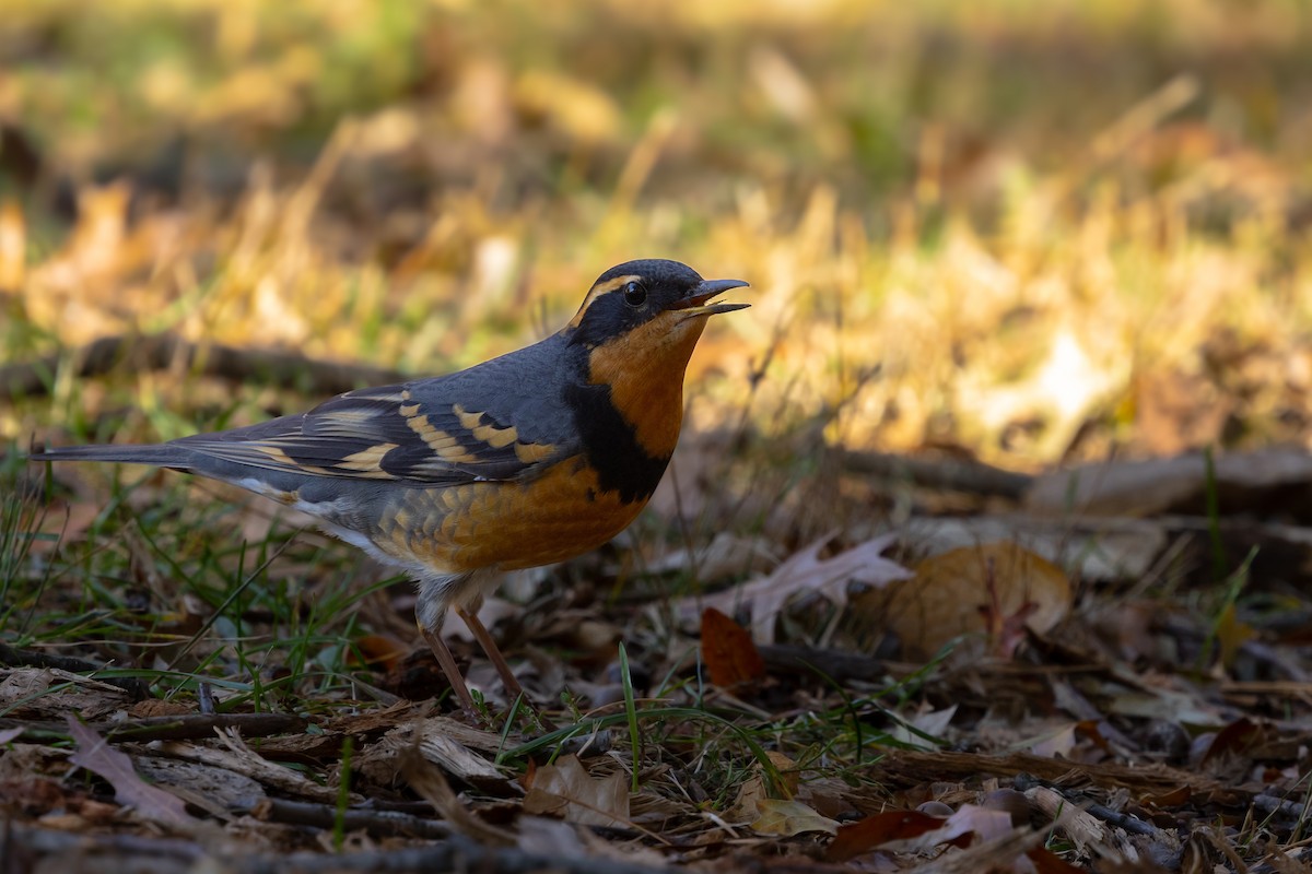 Varied Thrush - ML644955060
