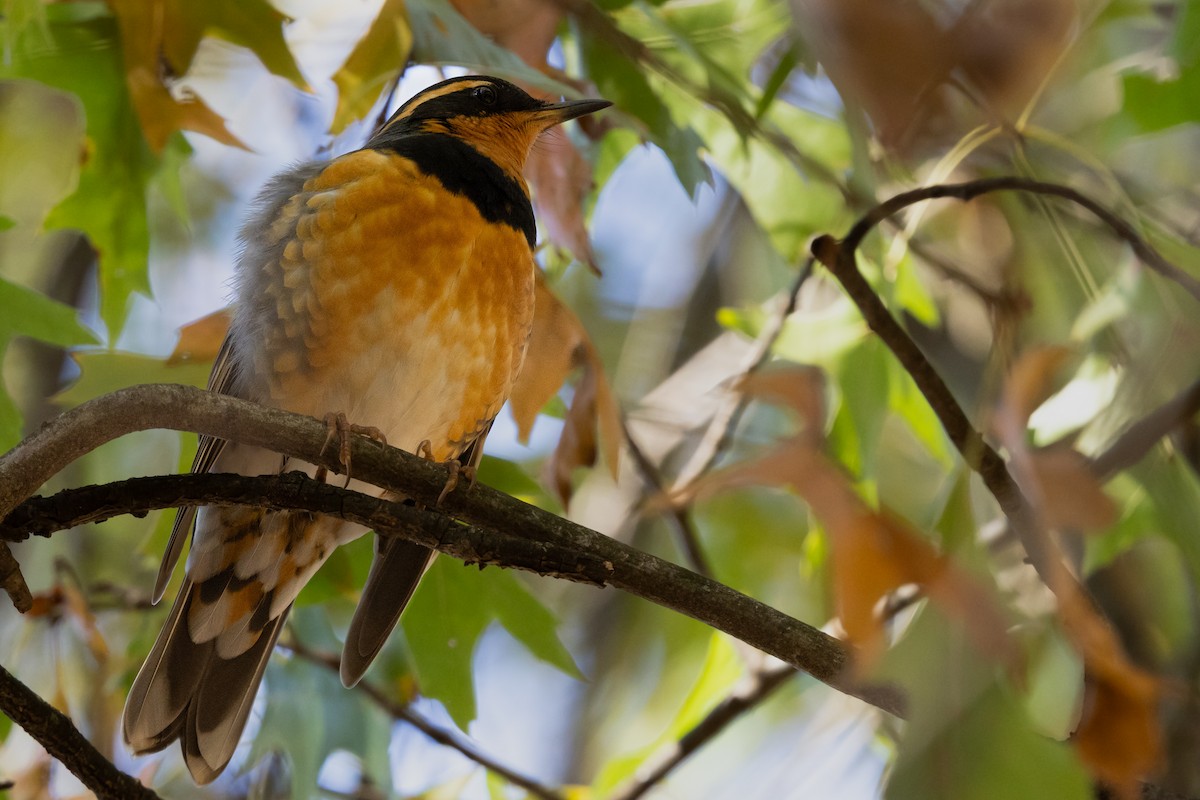 Varied Thrush - ML644955061