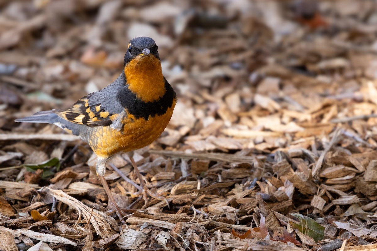 Varied Thrush - ML644955062