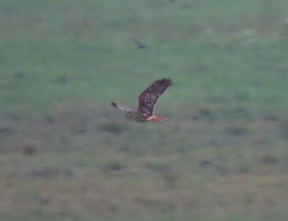 Red-tailed Hawk - ML644955068