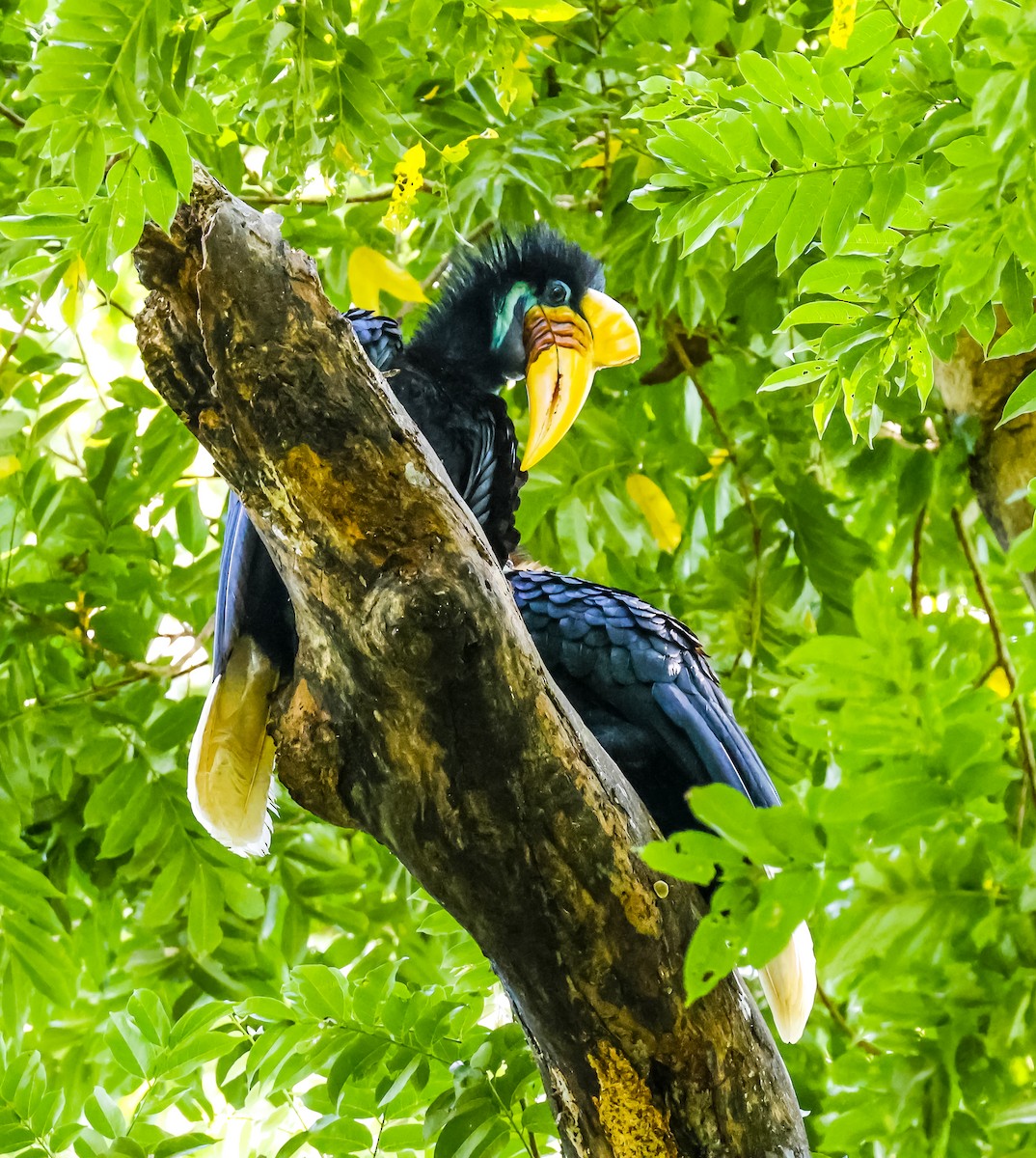 アカコブサイチョウ - ML644955079