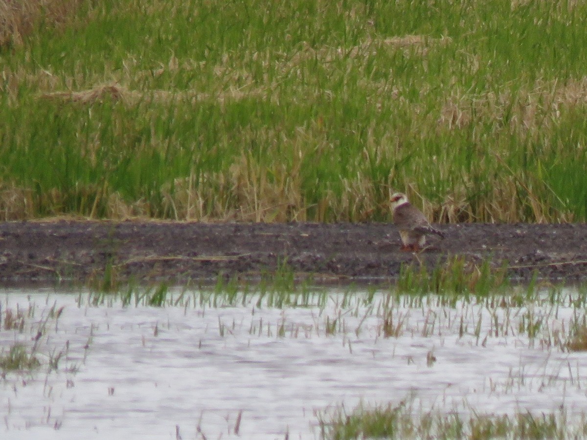 Red-footed Falcon - ML644955095