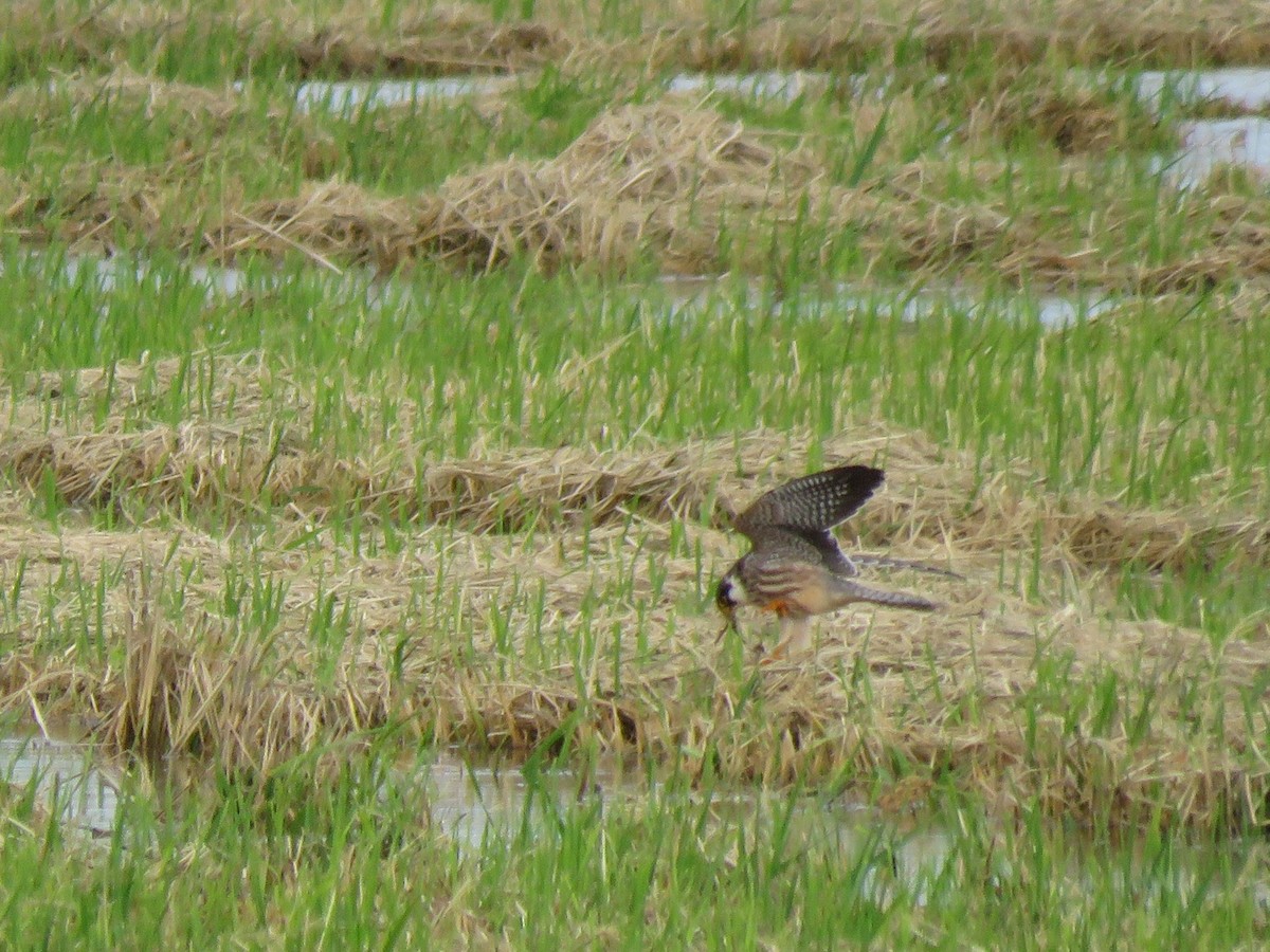 Red-footed Falcon - ML644955096