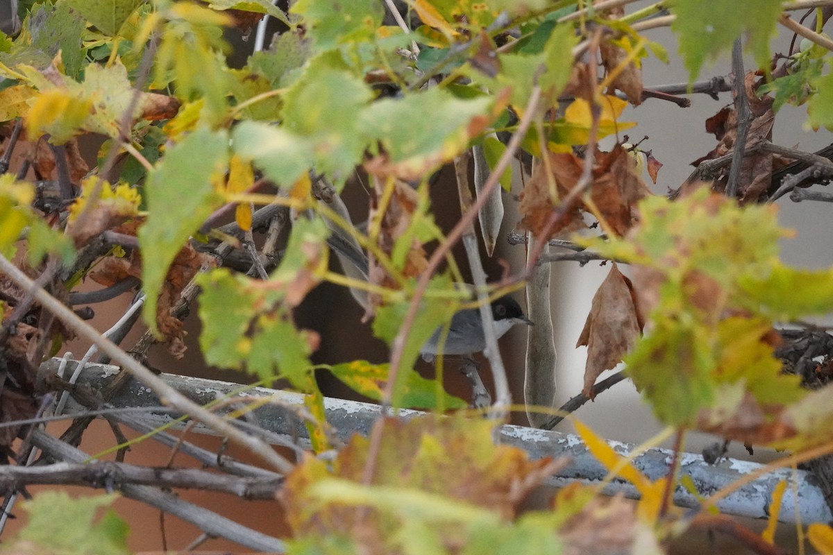 Sardinian Warbler - ML644955103