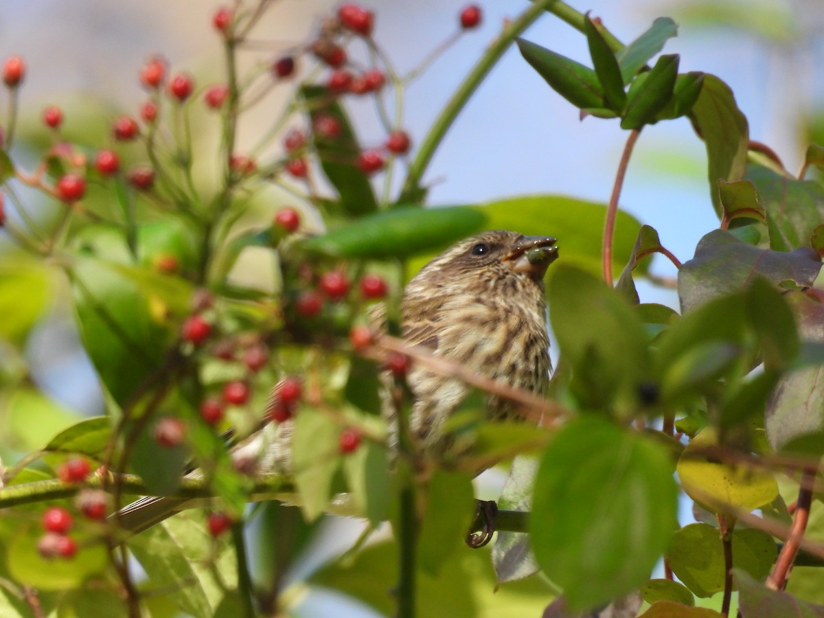 Camachuelo Purpúreo - ML644955112