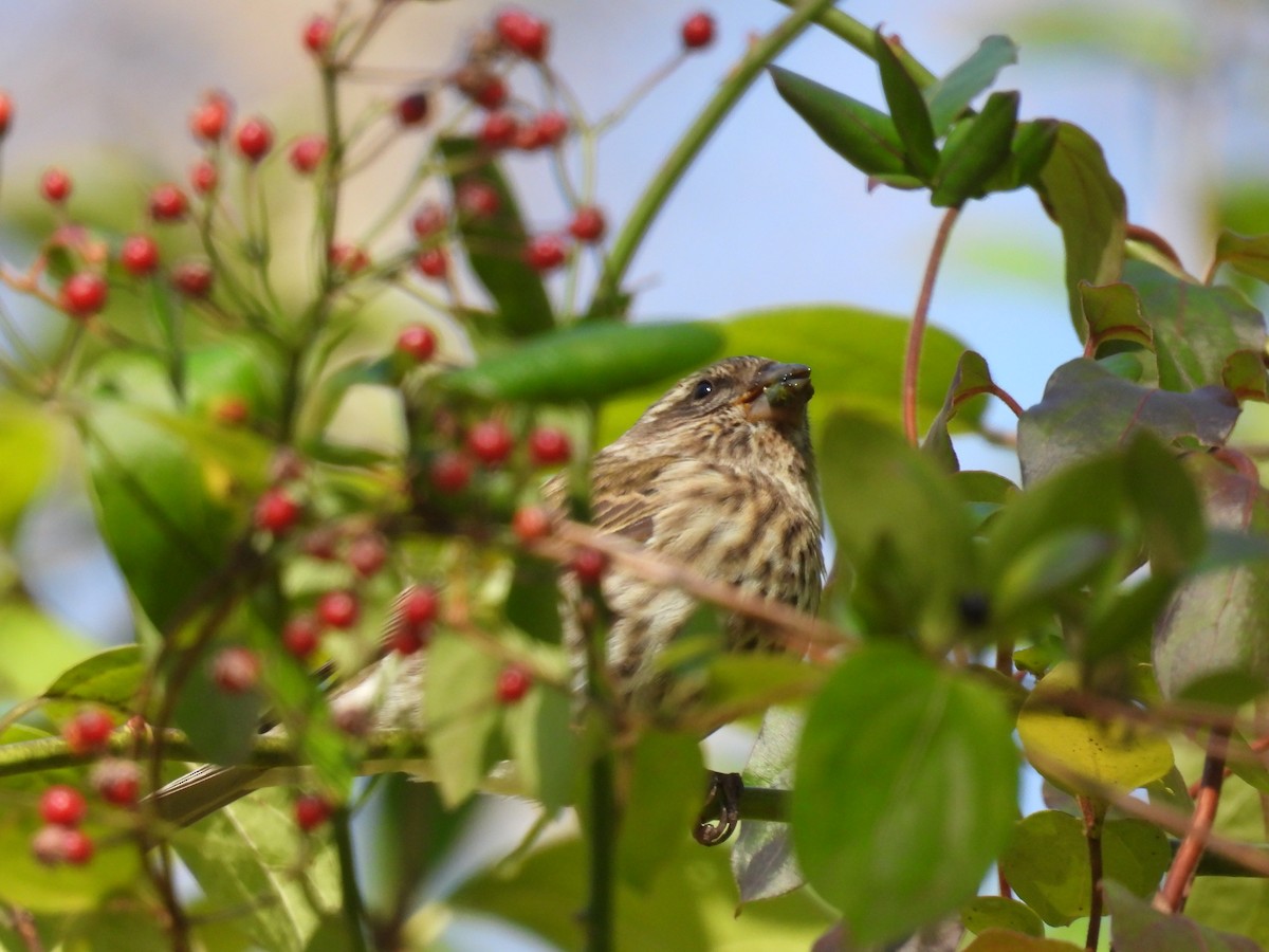 Camachuelo Purpúreo - ML644955114