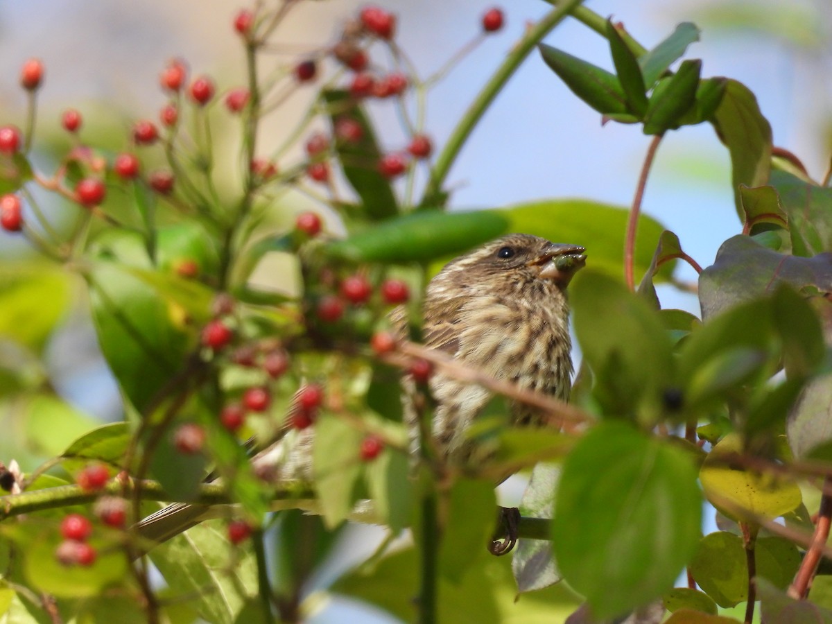 Camachuelo Purpúreo - ML644955116