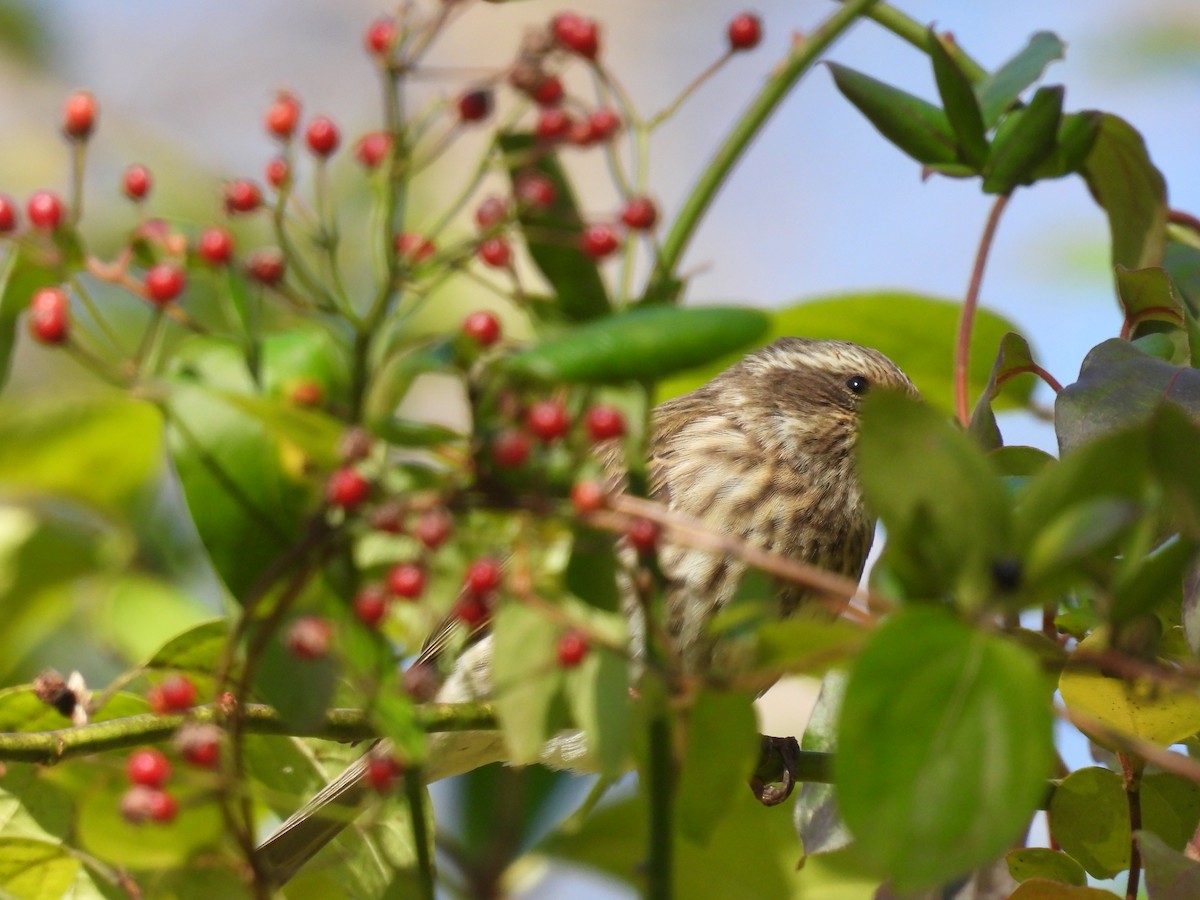Camachuelo Purpúreo - ML644955117