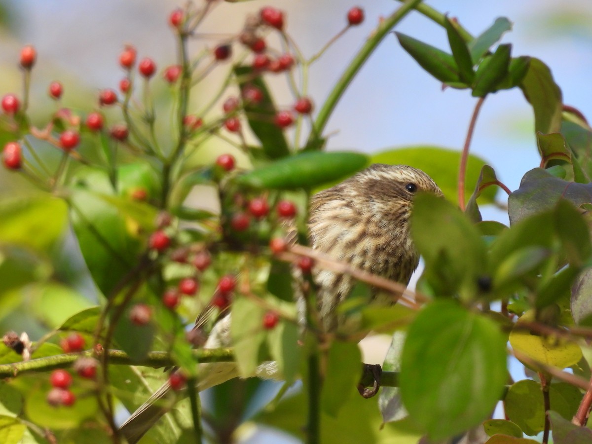 Camachuelo Purpúreo - ML644955118