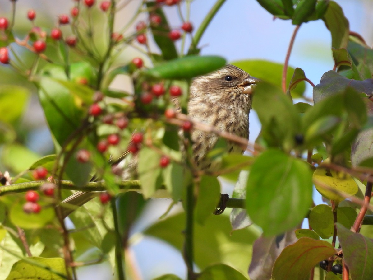 Camachuelo Purpúreo - ML644955119