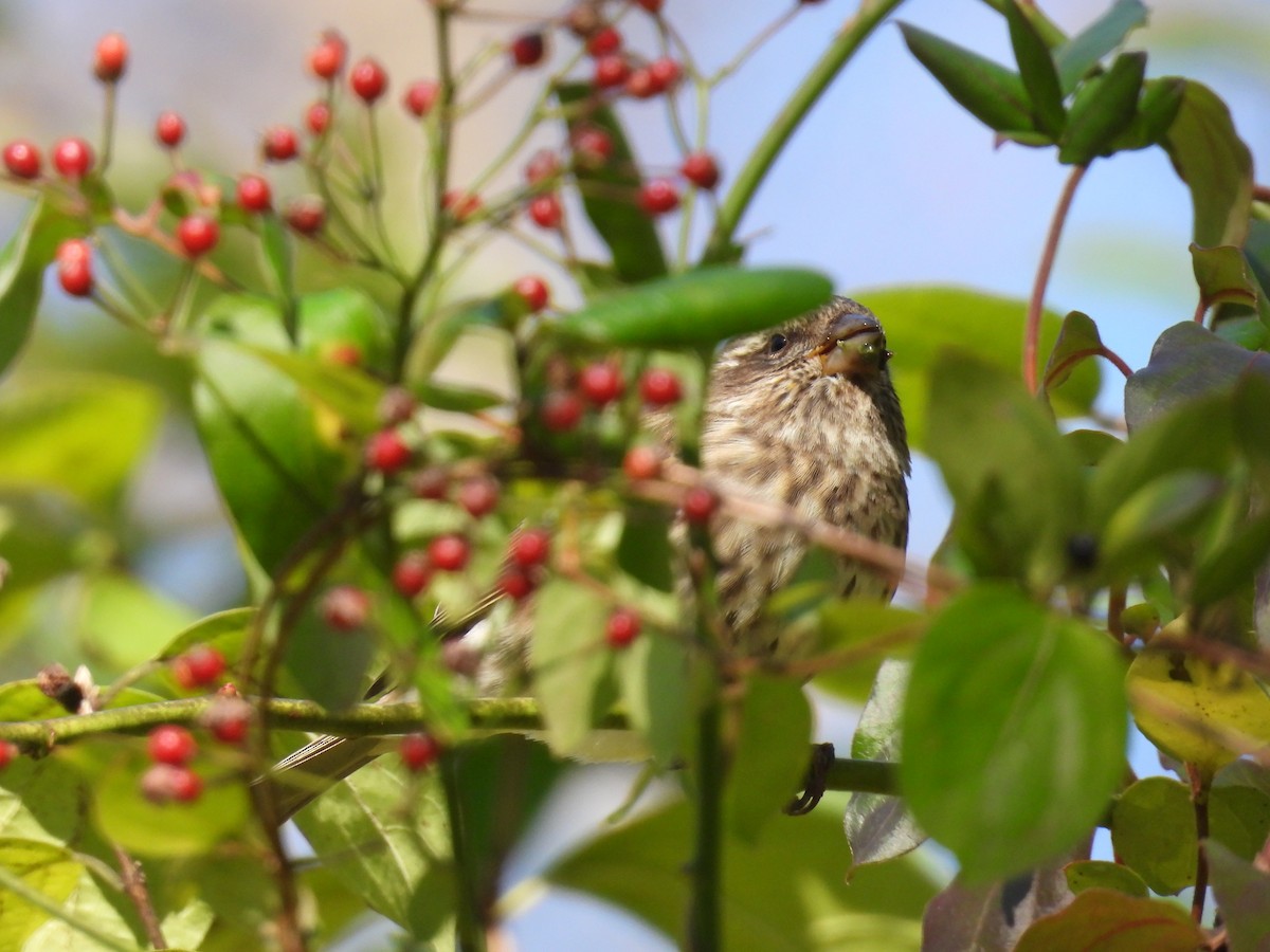 Camachuelo Purpúreo - ML644955120
