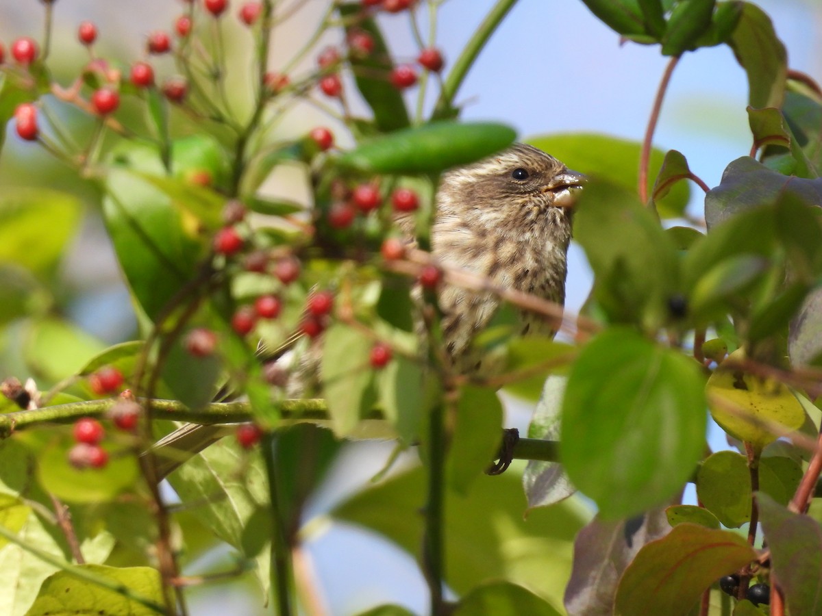 Camachuelo Purpúreo - ML644955121