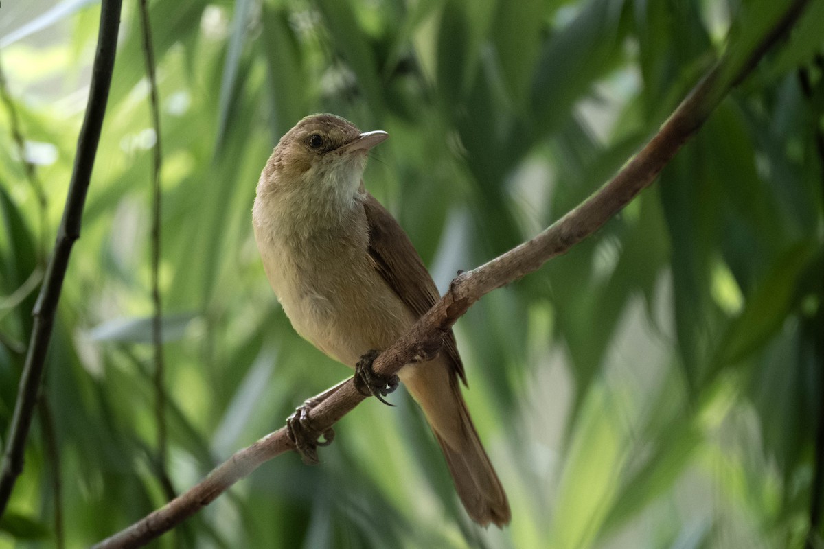 Australian Reed Warbler - ML644955126