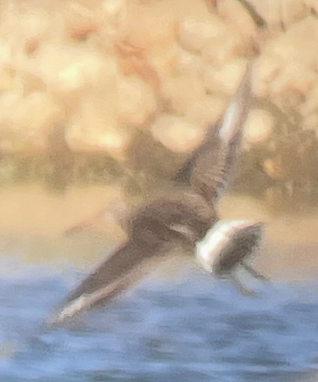 アメリカオグロシギ - ML644955145