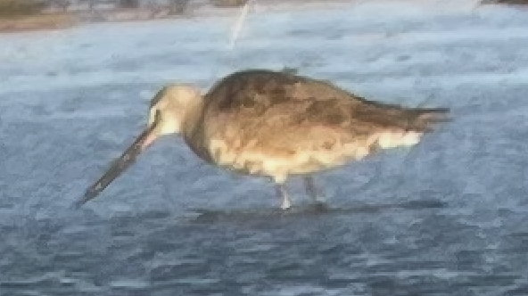 アメリカオグロシギ - ML644955146