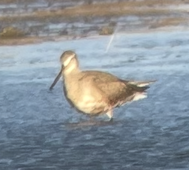 アメリカオグロシギ - ML644955147