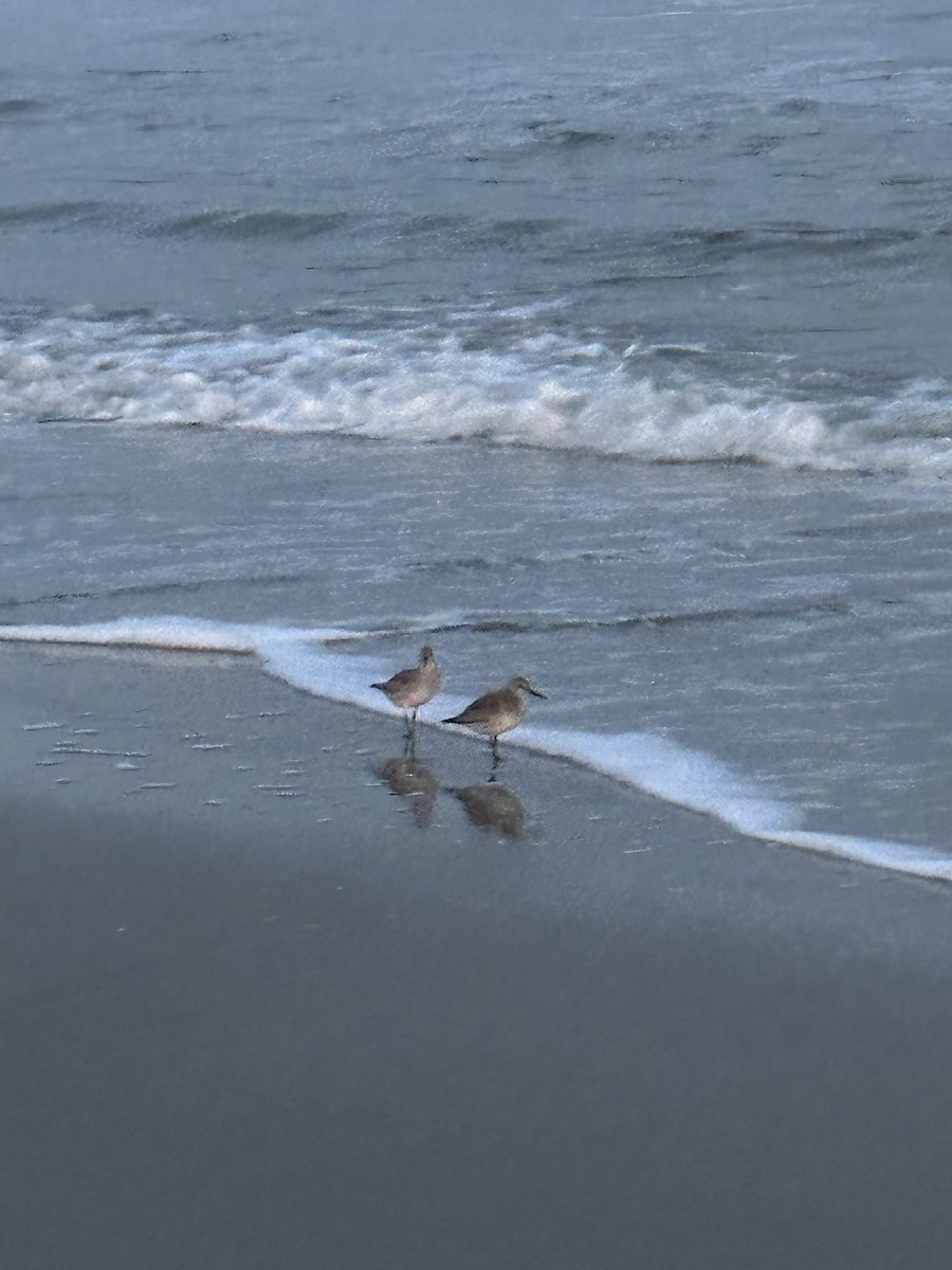 jespák rezavý - ML644955149