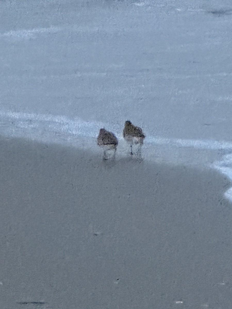 jespák rezavý - ML644955150