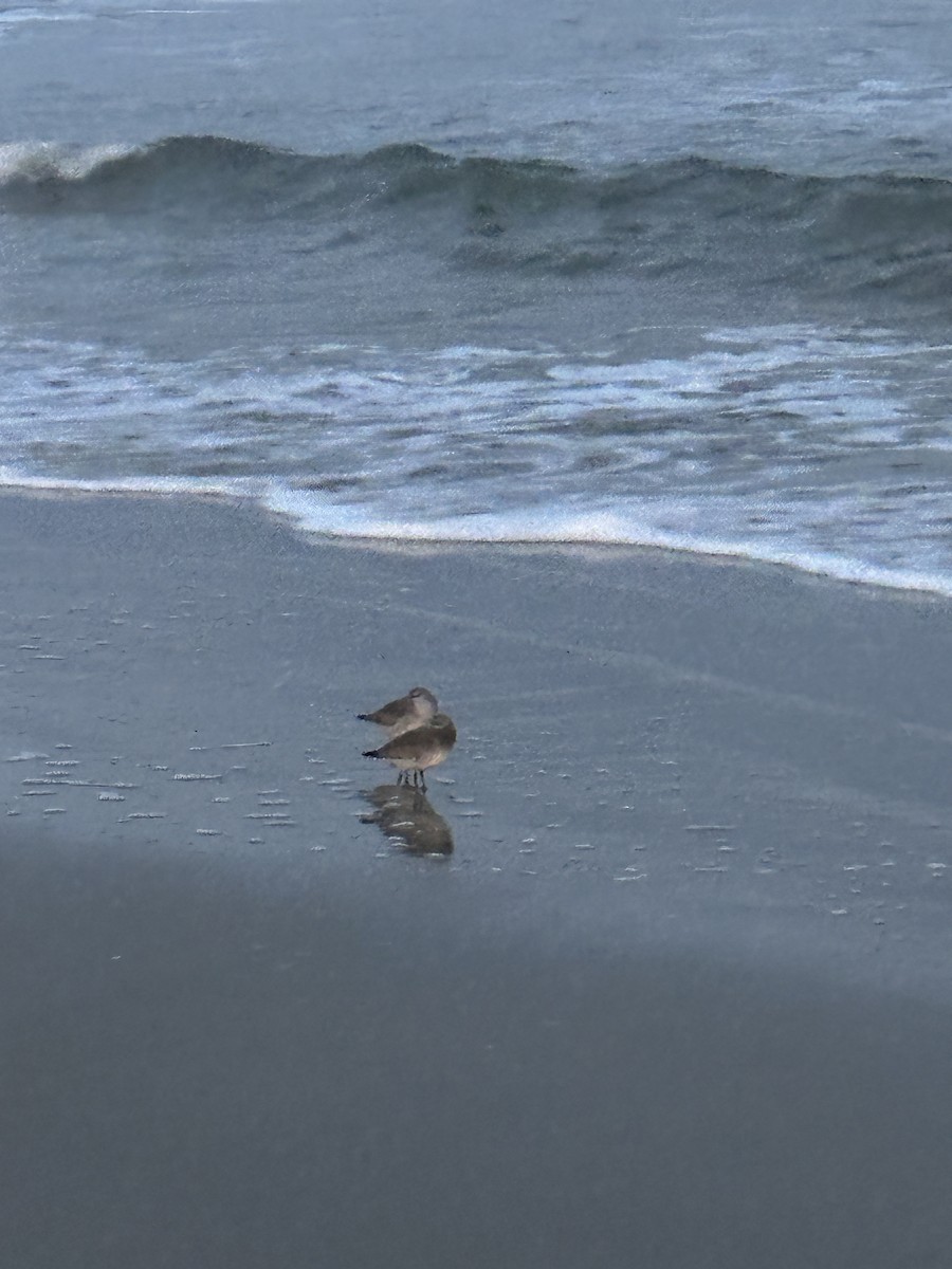 jespák rezavý - ML644955151