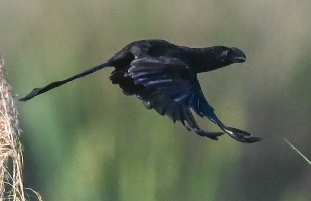 glattnebbani - ML644955158